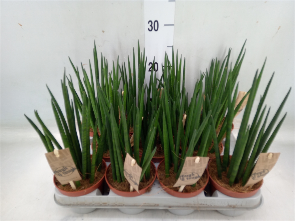 Горшечные цветы и растения оптом Sansevieria Bacularis от 11шт из Голландии с доставкой по России