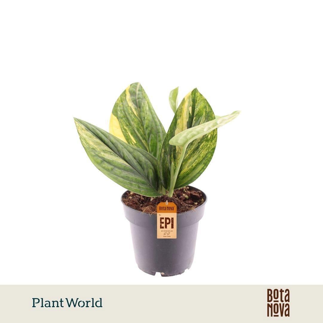Горшечные цветы и растения оптом Epipremnum Variegata Marble Planet от 6шт из Голландии с доставкой по России