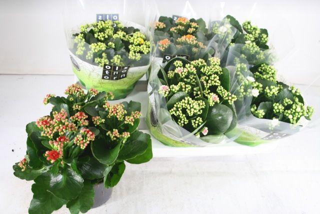 Горшечные цветы и растения оптом Kal Ge Gem 5 Kl от 6шт из Голландии с доставкой по России