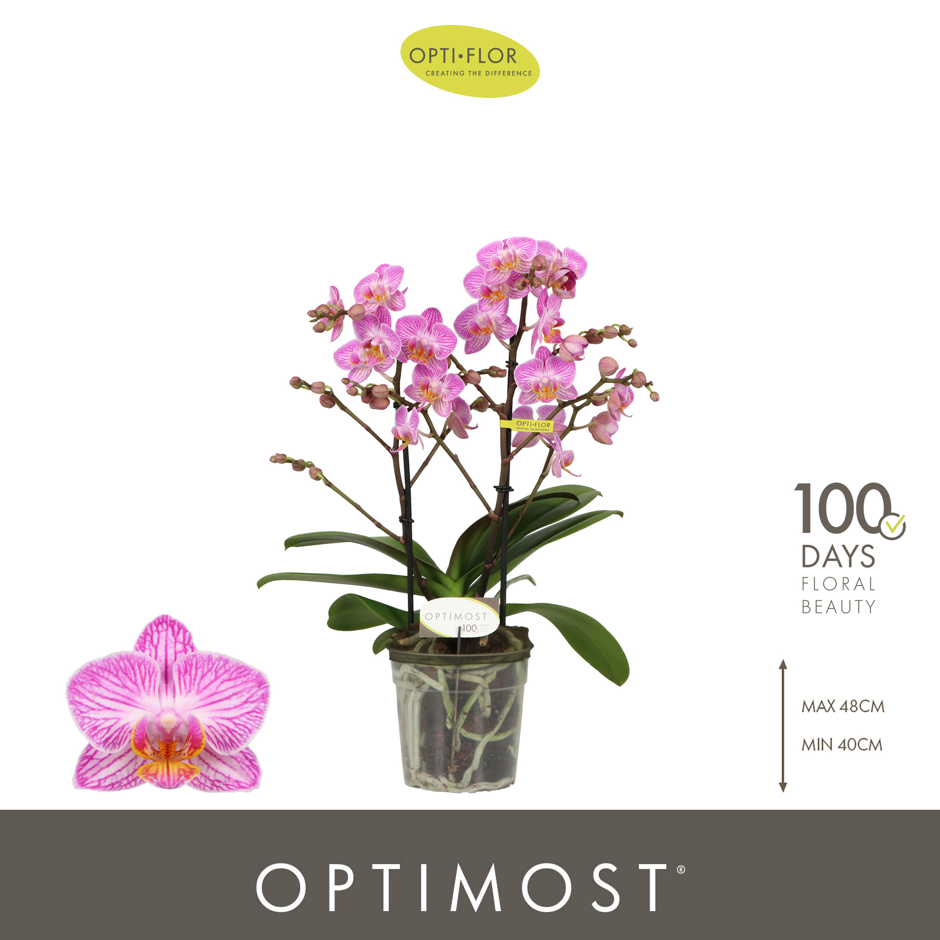 Горшечные цветы и растения оптом Phal 2st Optimost Honeybee 25+ (opti) от 6шт из Голландии с доставкой по России