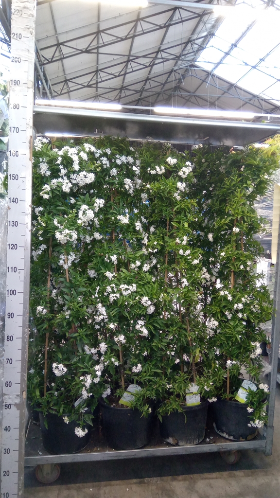 Горшечные цветы и растения оптом Solanum Jasminoides от 1шт из Голландии с доставкой по России