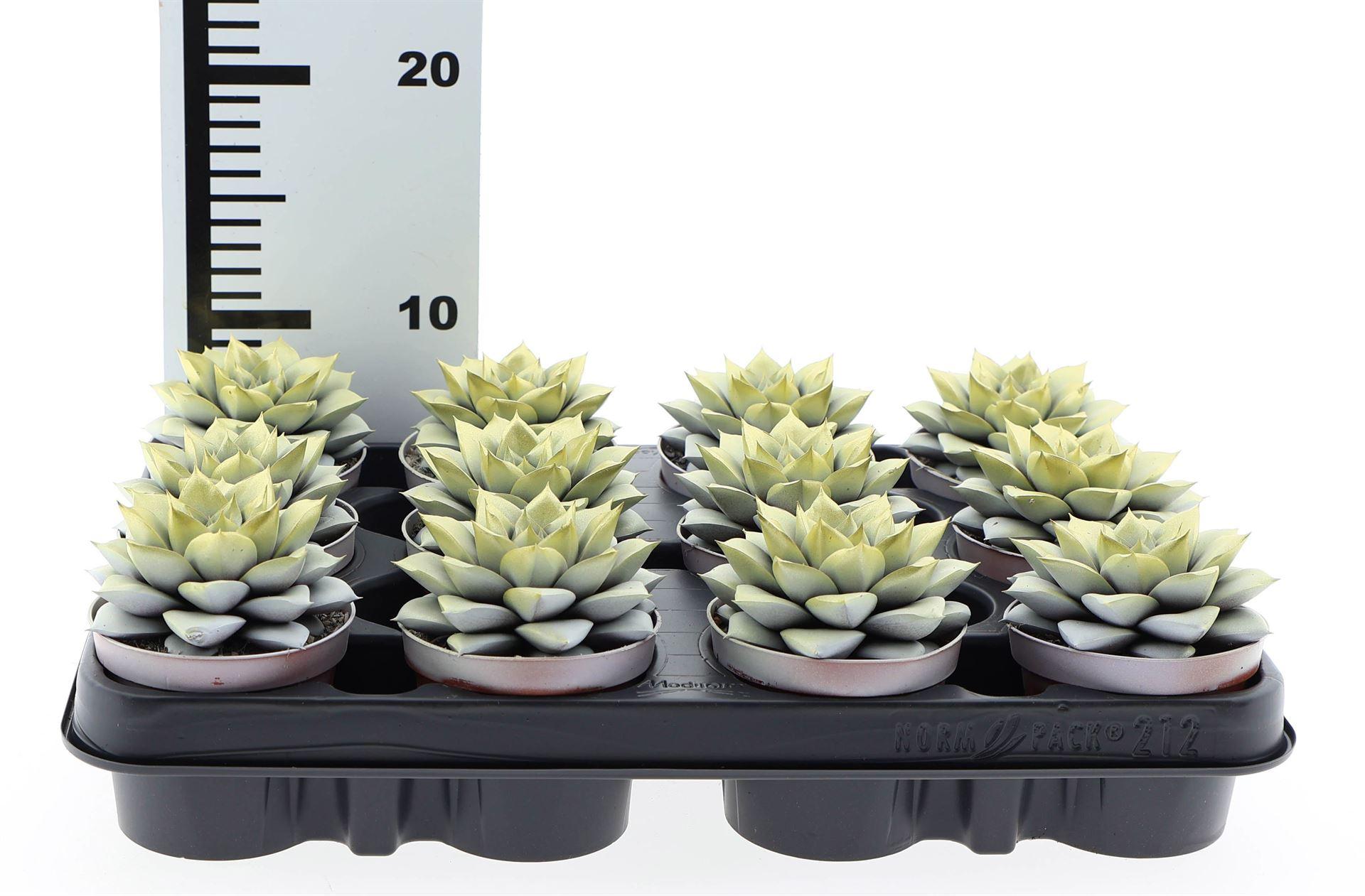 Горшечные цветы и растения оптом Echeveria Purpusorum от 12шт (для телеги) из Голландии с доставкой по России