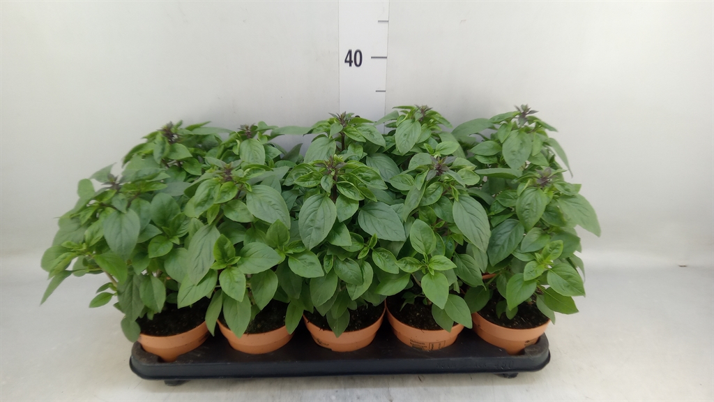 Горшечные цветы и растения оптом Ocimum   ... от 10шт из Голландии с доставкой по России