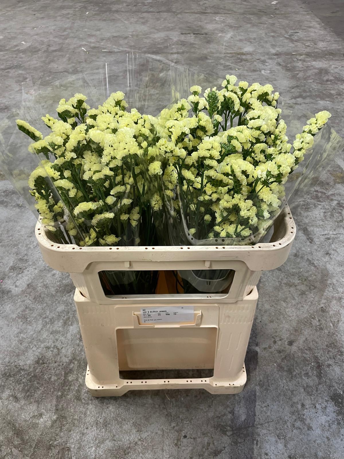 Срезанные цветы оптом Statice glossy wings от 50шт из Голландии с доставкой по России