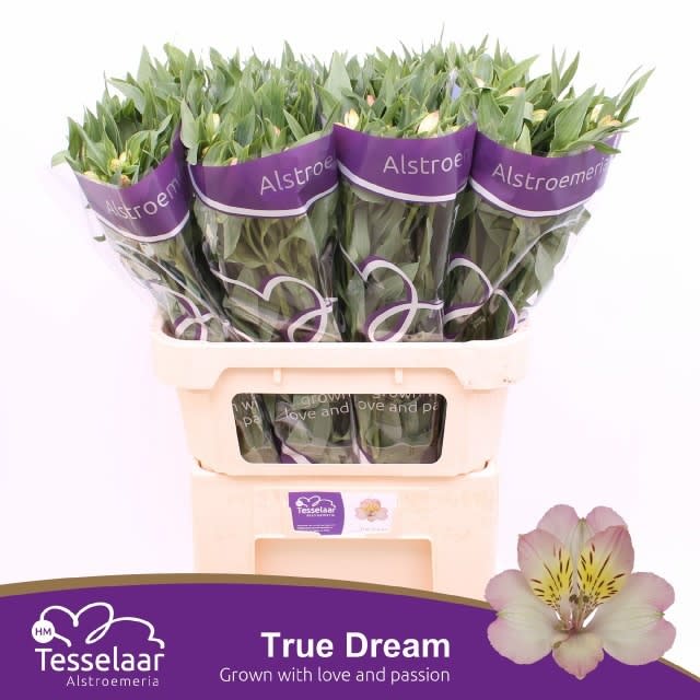 Срезанные цветы оптом Alstroemeria true dream от 60шт из Голландии с доставкой по России