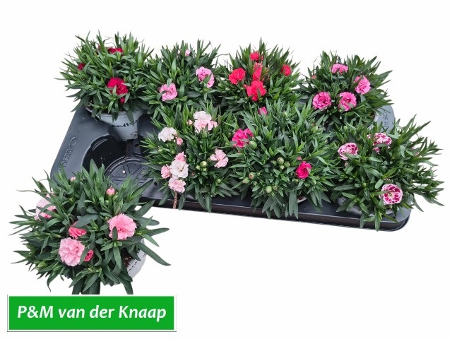 Горшечные цветы и растения оптом Dian Gemengd от 8шт из Голландии с доставкой по России