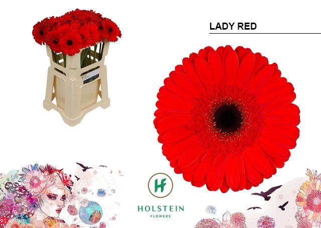 Срезанные цветы оптом Gerbera lady red от 40шт из Голландии с доставкой по России