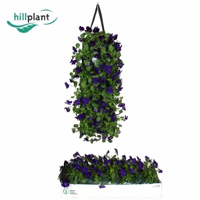 Горшечные цветы и растения оптом Vio Co Em Blu Blotch от 2шт из Голландии с доставкой по России