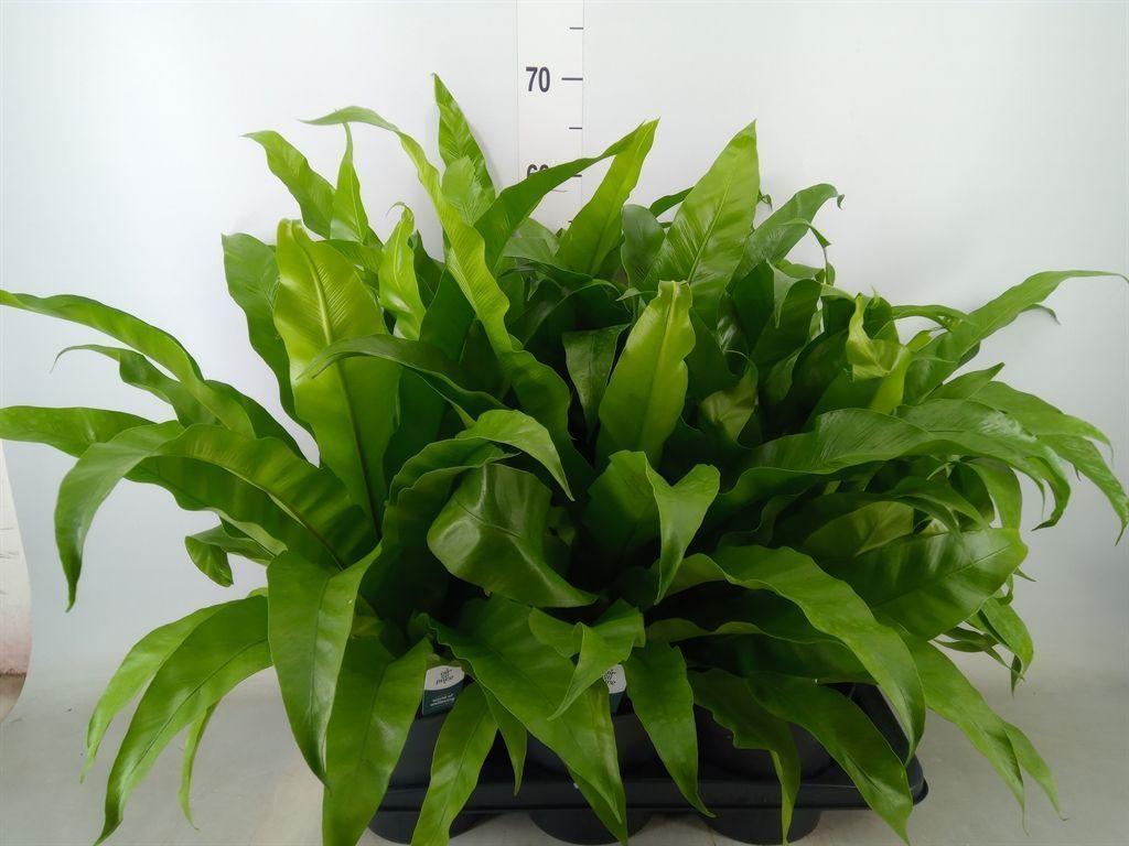 Горшечные цветы и растения оптом Asplenium Antiquum от 6шт из Голландии с доставкой по России