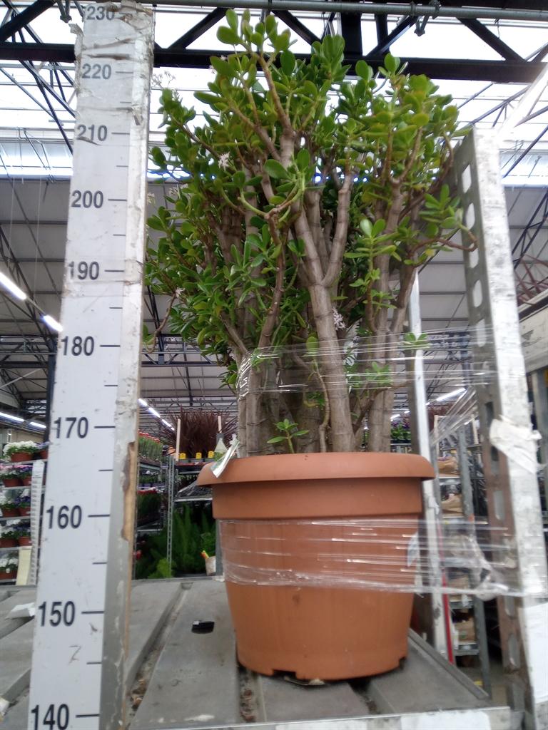 Горшечные цветы и растения оптом Crassula Ovata от 1шт из Голландии с доставкой по России