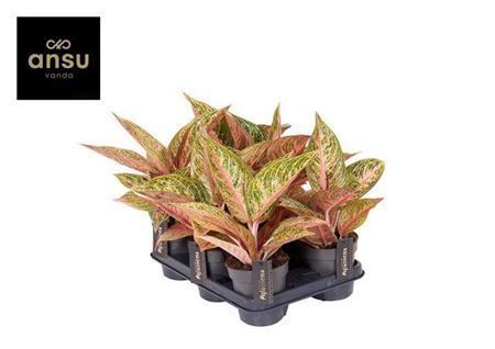 Горшечные цветы и растения оптом Aglaonema Romance Red от 10шт из Голландии с доставкой по России