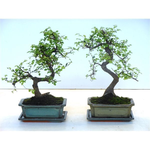 Горшечные цветы и растения оптом Bonsai Zelkova Parvifolia, 20cm., Shape, With Drip от 6шт из Голландии с доставкой по России