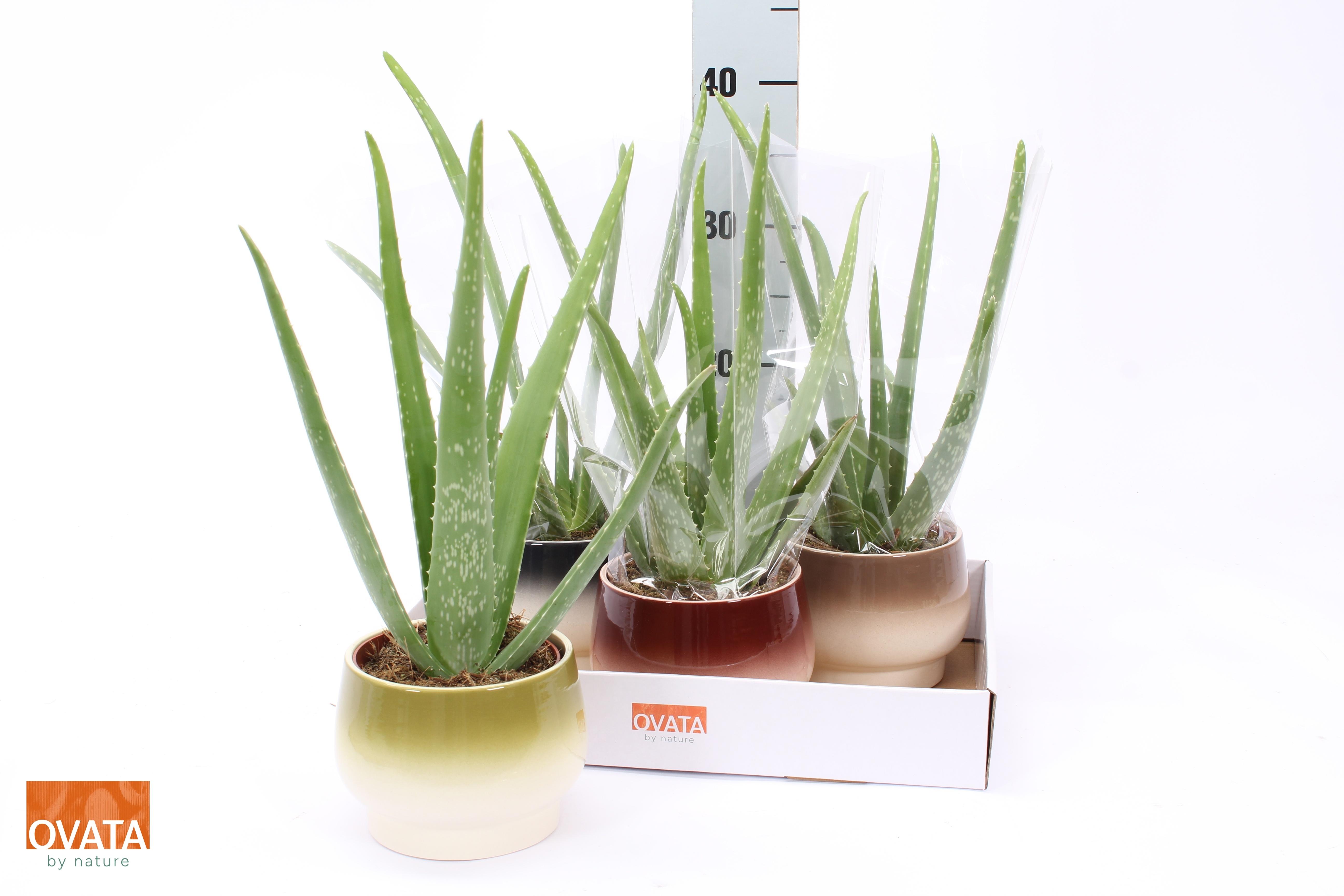 Горшечные цветы и растения оптом Aloe Vera от 4шт из Голландии с доставкой по России