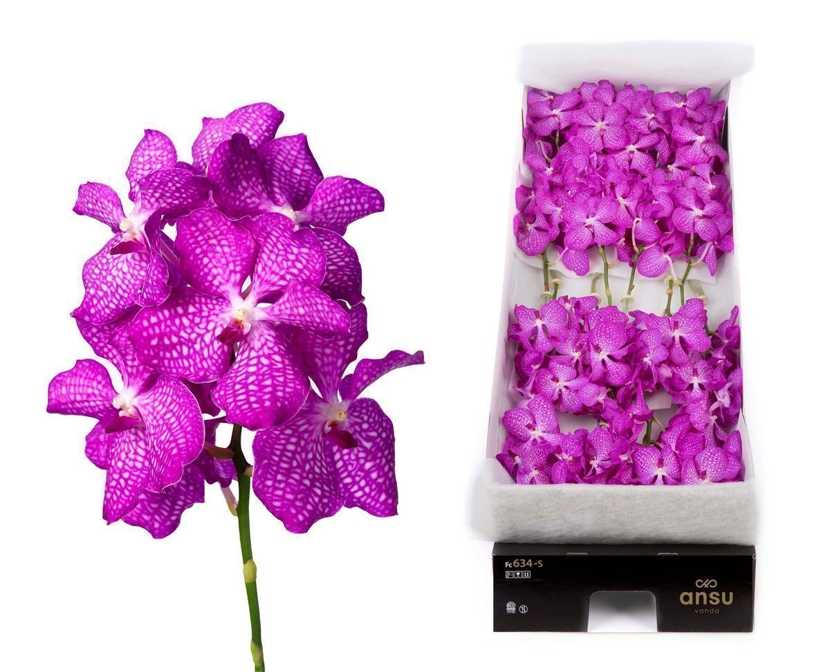 Срезанные цветы оптом Vanda kanchana magic pink per stem от 8шт.. из Голландии с доставкой по России