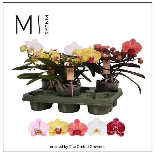 Горшечные цветы и растения оптом Phal 2st Muse Mix 25+ (orchid Growers) от 3шт из Голландии с доставкой по России