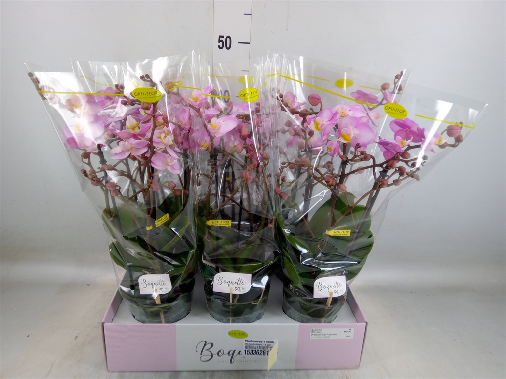 Горшечные цветы и растения оптом Phal 2st Aromio Fresh ( Opti ) от 6шт из Голландии с доставкой по России