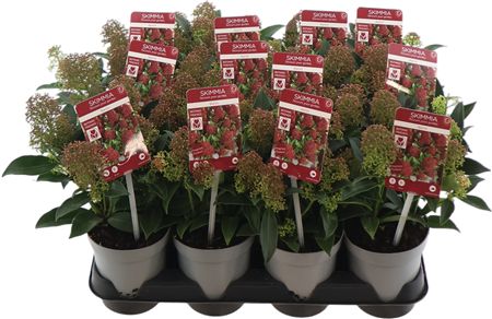 Горшечные цветы и растения оптом Skimmia Jap Marlot 5+ от 12шт из Голландии с доставкой по России