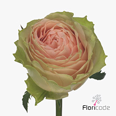 Срезанные цветы оптом Rosa large gravity от 60шт из Голландии с доставкой по России