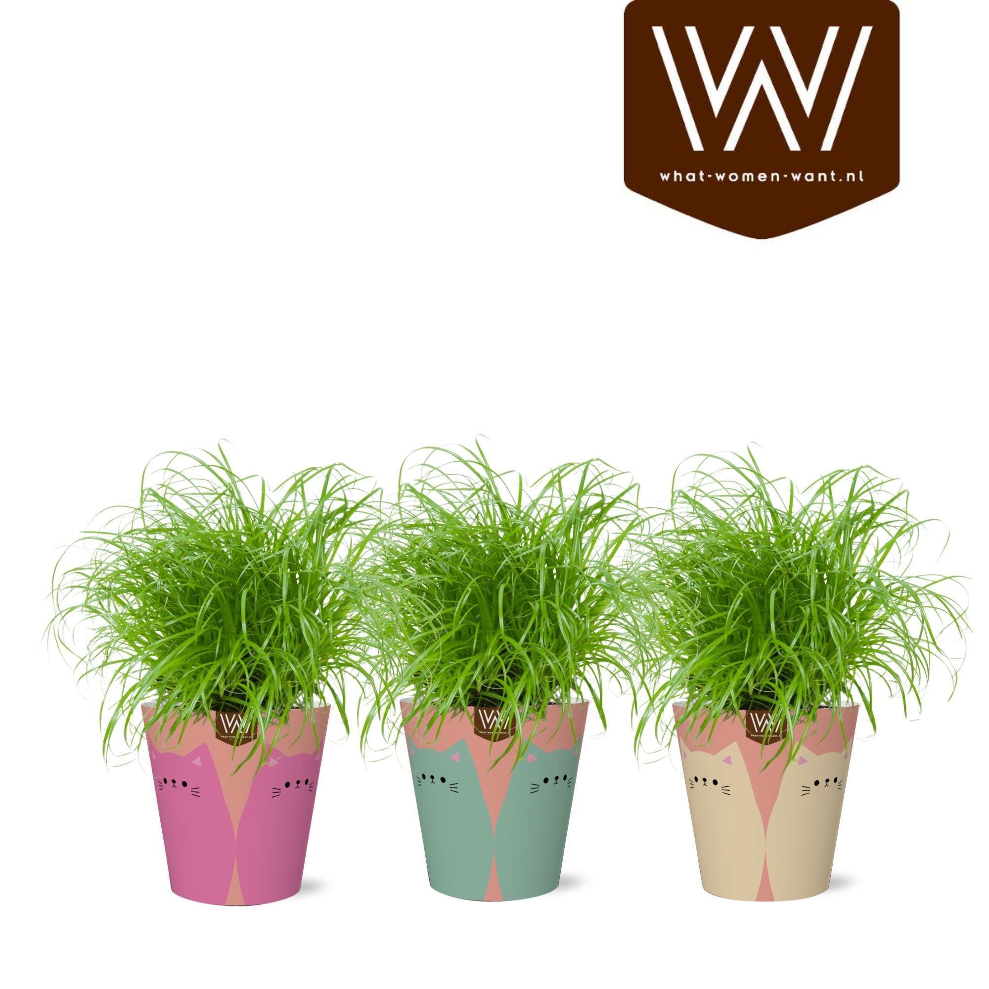 Горшечные цветы и растения оптом Spath Ov от 6шт из Голландии с доставкой по России