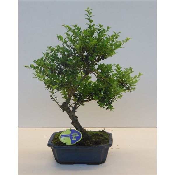 Горшечные цветы и растения оптом Bonsai Ilex Crenata, 24 Cm Shape, Small Leaf, With от 3шт из Голландии с доставкой по России