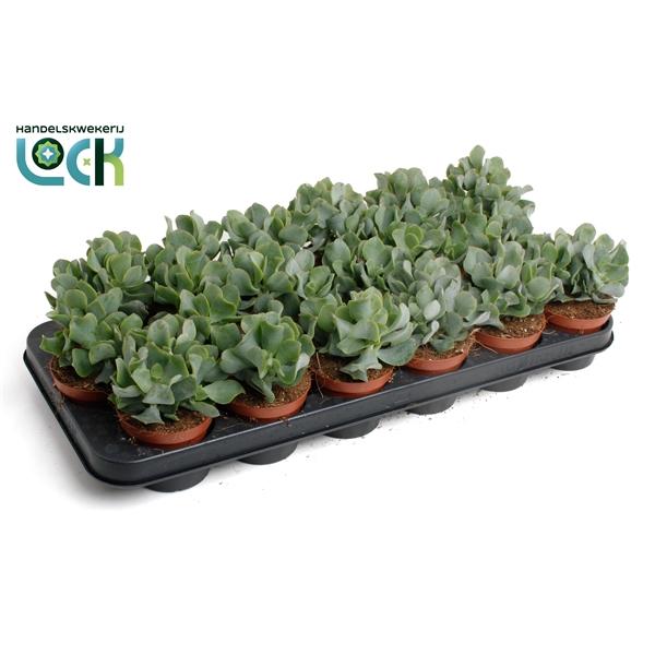 Горшечные цветы и растения оптом Crassula Arborensis Cristaat от 12шт (для телеги) из Голландии с доставкой по России