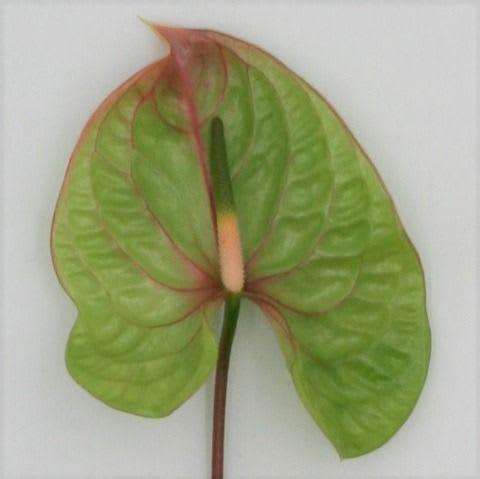 Срезанные цветы оптом Anthurium elixer от 15шт из Голландии с доставкой по России