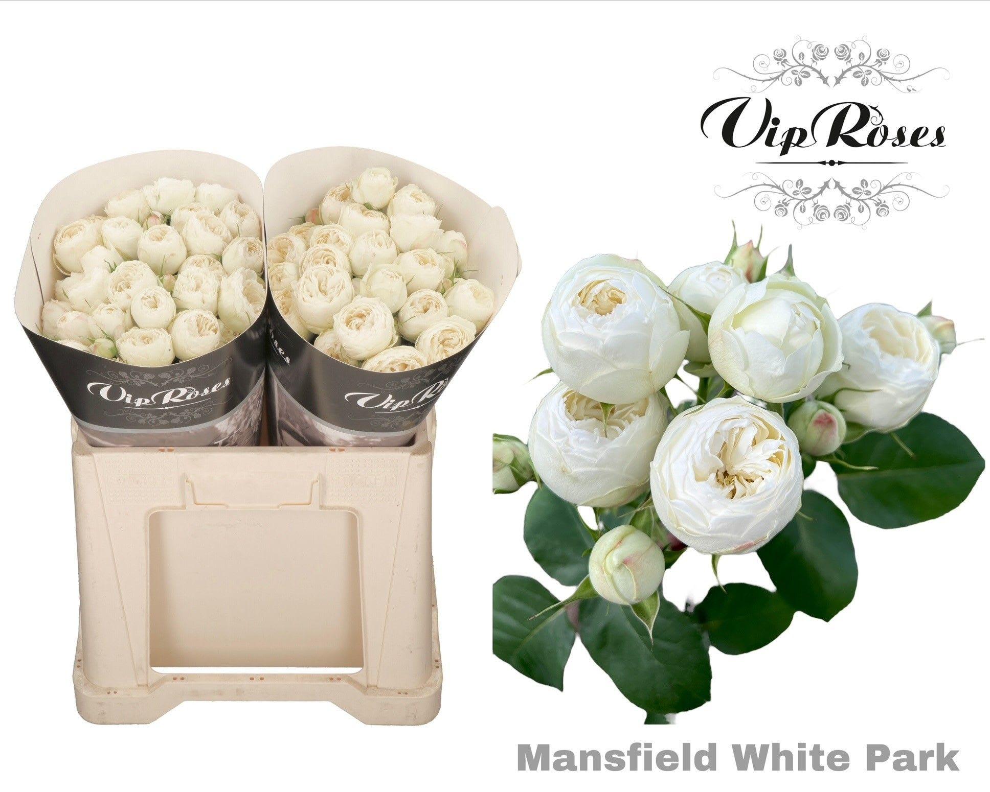 Срезанные цветы оптом Rosa spray mansfield white park от 20шт из Голландии с доставкой по России