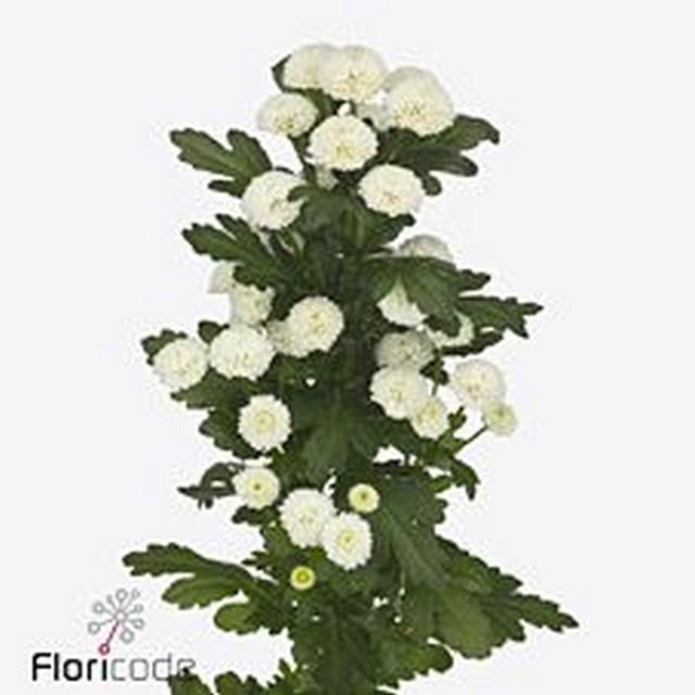 Срезанные цветы оптом Chrys sa pizarro от 75шт. из Голландии с доставкой по России