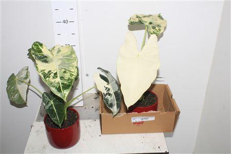 Горшечные цветы и растения оптом Alocasia Frydek Variegata Keramiek Rood от 2шт (для телеги) из Голландии с доставкой по России