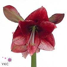 Срезанные цветы оптом Hippeastrum maestro от 15шт из Голландии с доставкой по России