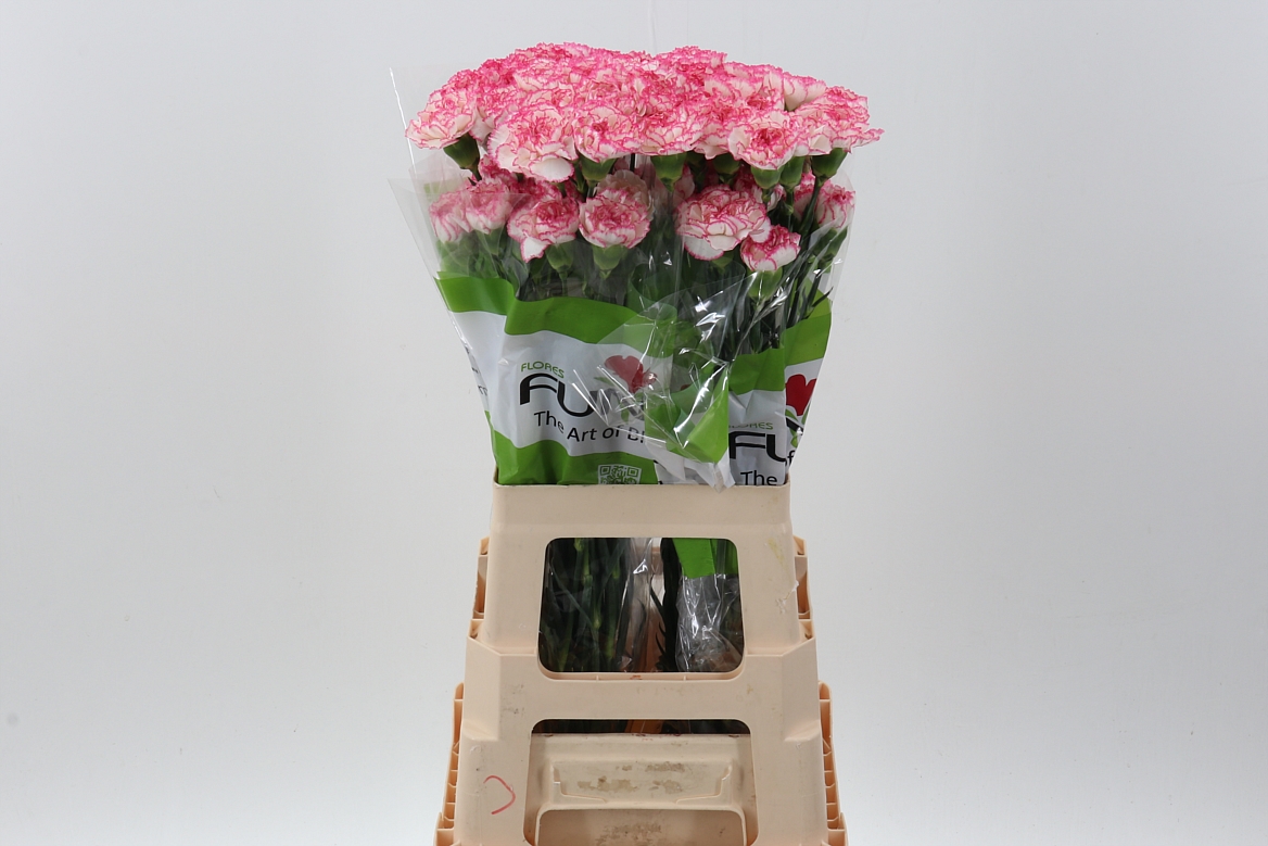 Срезанные цветы оптом Dianthus st komachi от 80шт из Голландии с доставкой по России