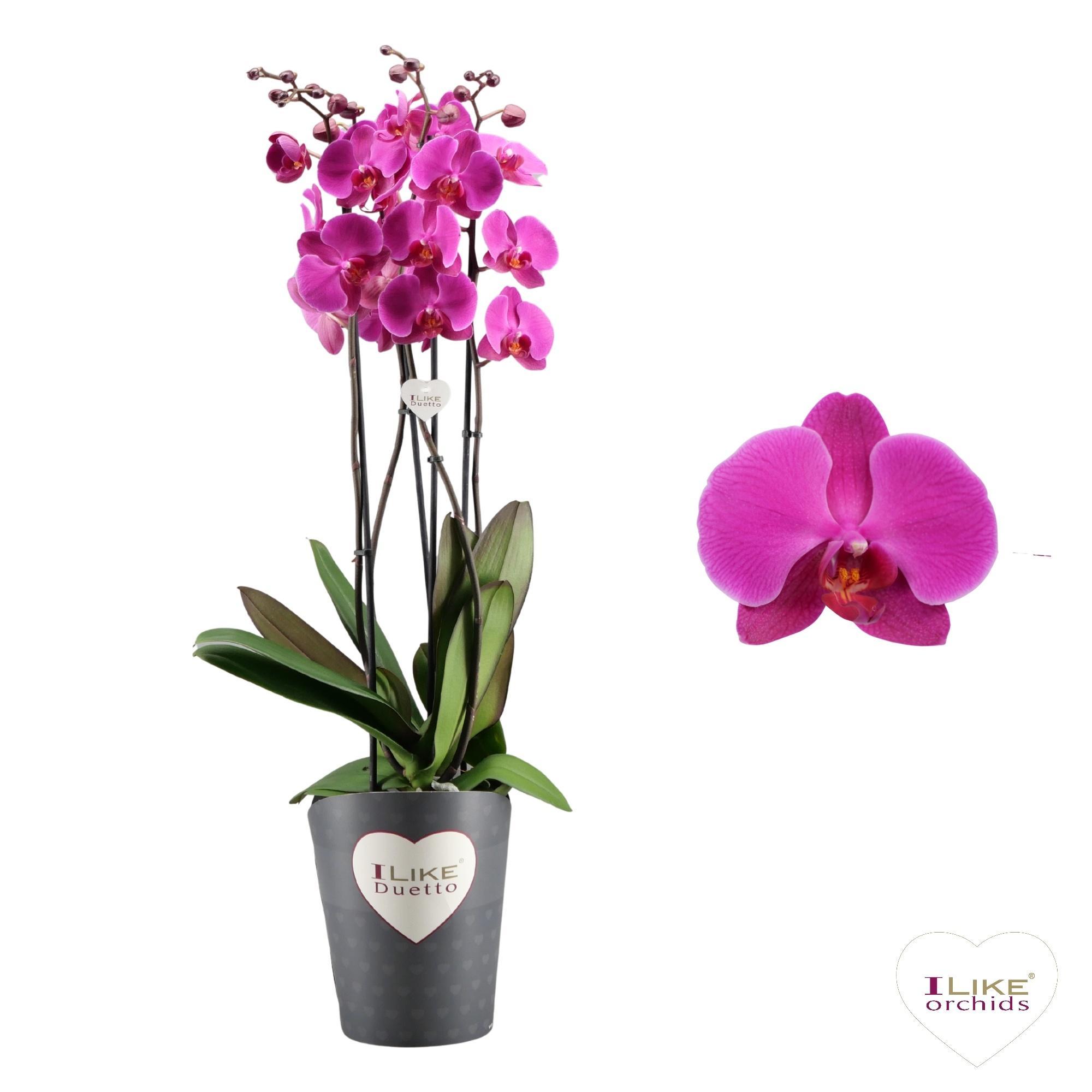 Горшечные цветы и растения оптом Phalaenopsis Purple Duetto от 5шт из Голландии с доставкой по России