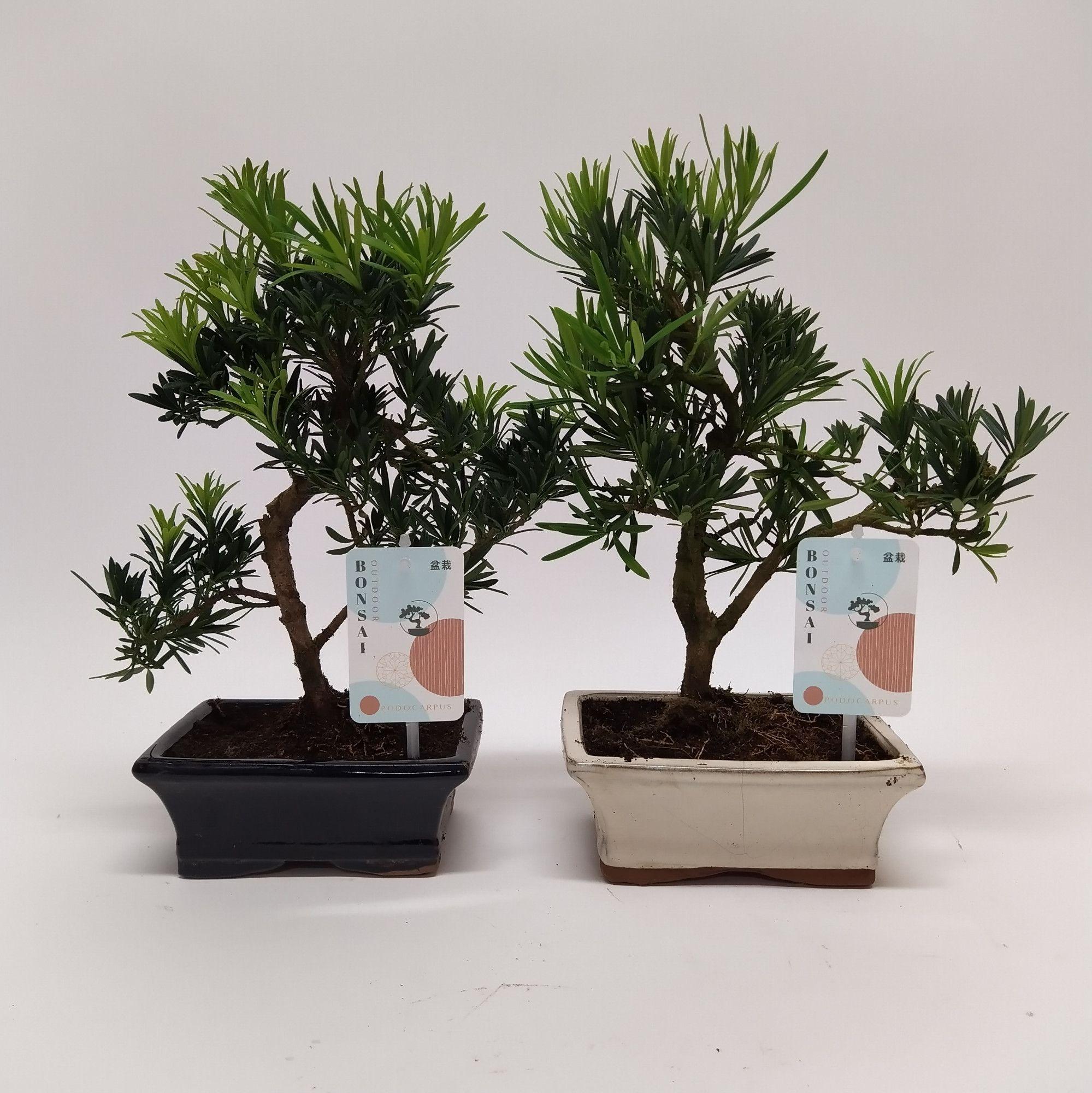 Горшечные цветы и растения оптом Bonsai Podocarpus от 8шт из Голландии с доставкой по России