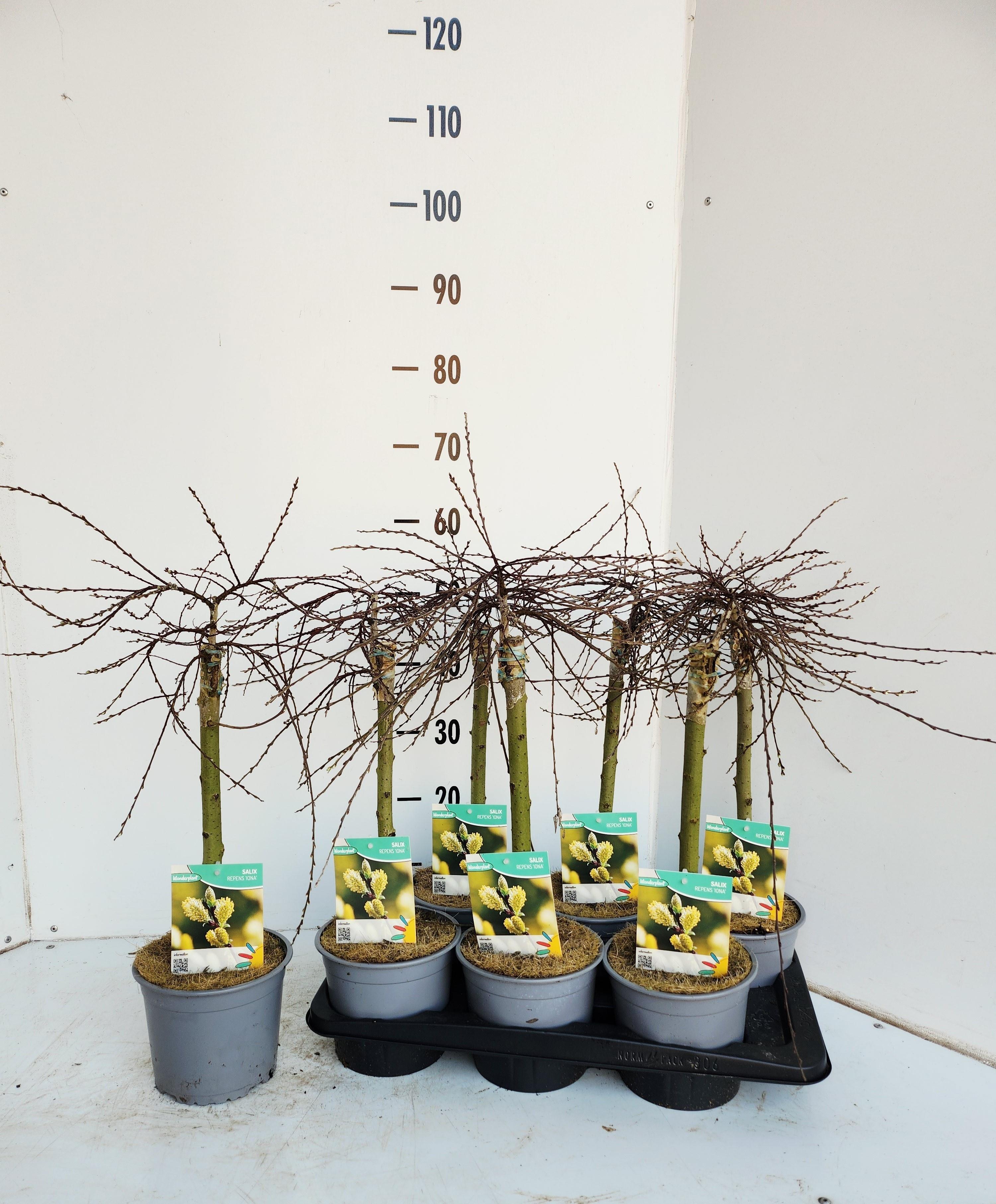 Горшечные цветы и растения оптом Salix Rep Iona от 6шт из Голландии с доставкой по России