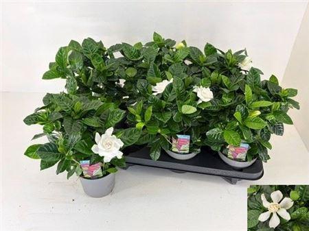 Горшечные цветы и растения оптом Gardenia Jasminoides от 6шт из Голландии с доставкой по России