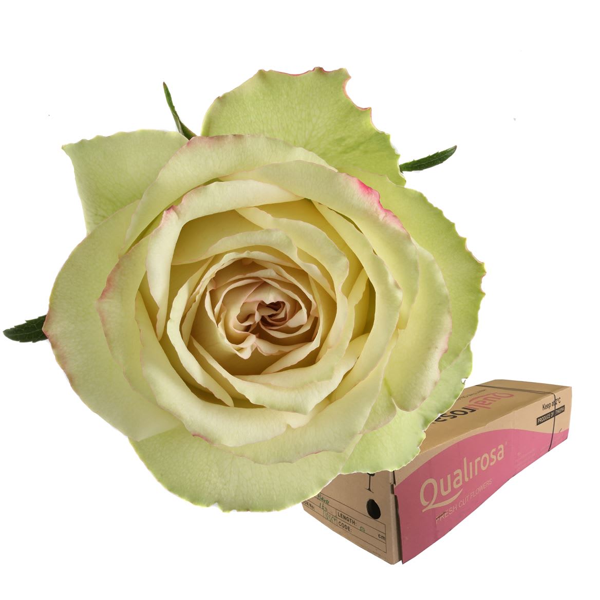 Срезанные цветы оптом Rosa large hypnose от 320шт из Голландии с доставкой по России