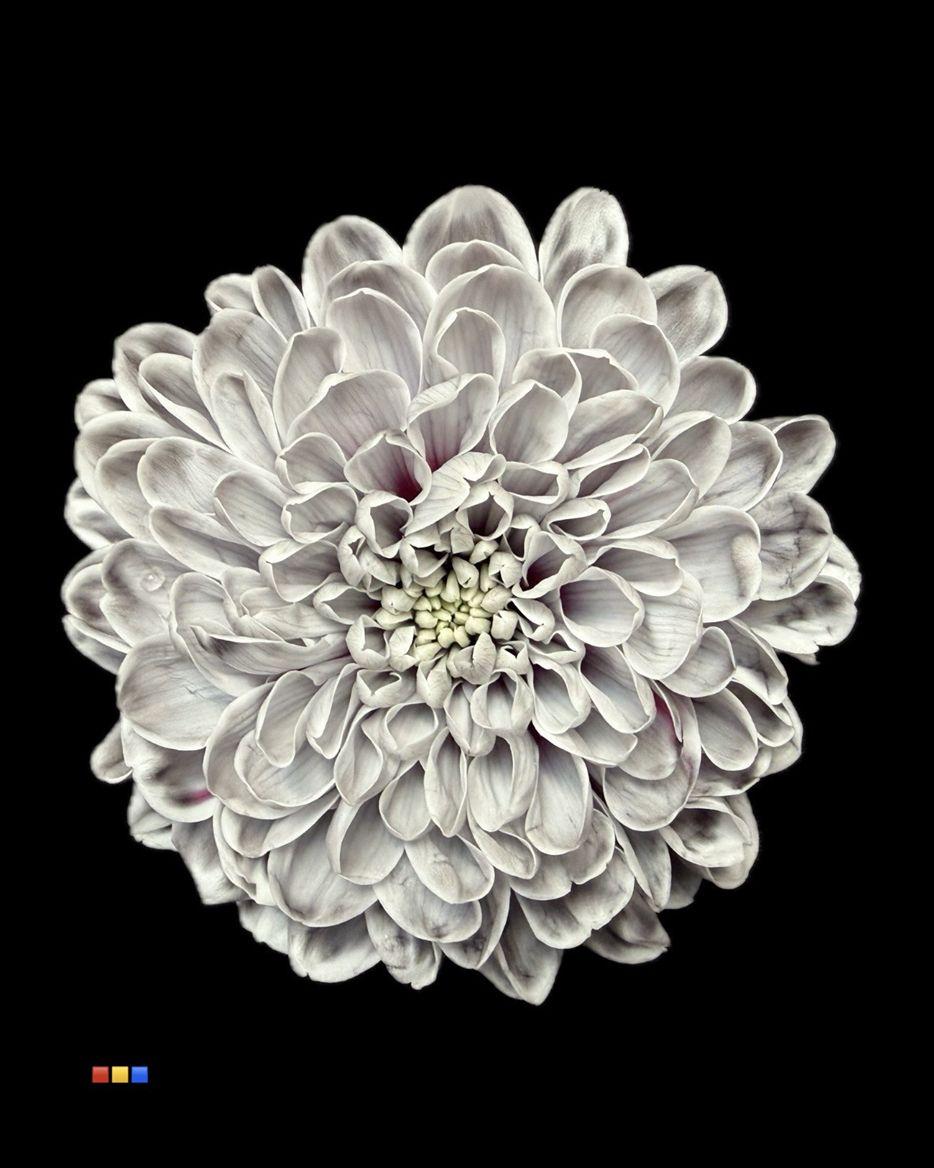 Срезанные цветы оптом Chrys sp paint altaj roulette от 40шт из Голландии с доставкой по России