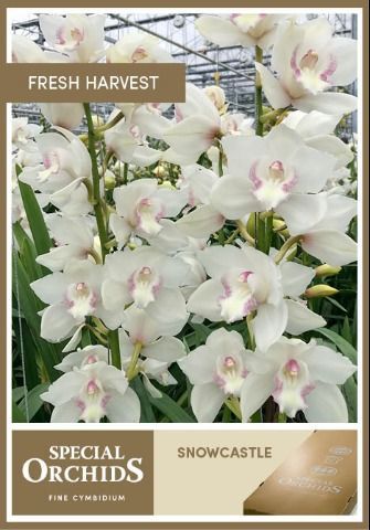 Срезанные цветы оптом Cymbidium white snowcastle от 8шт из Голландии с доставкой по России