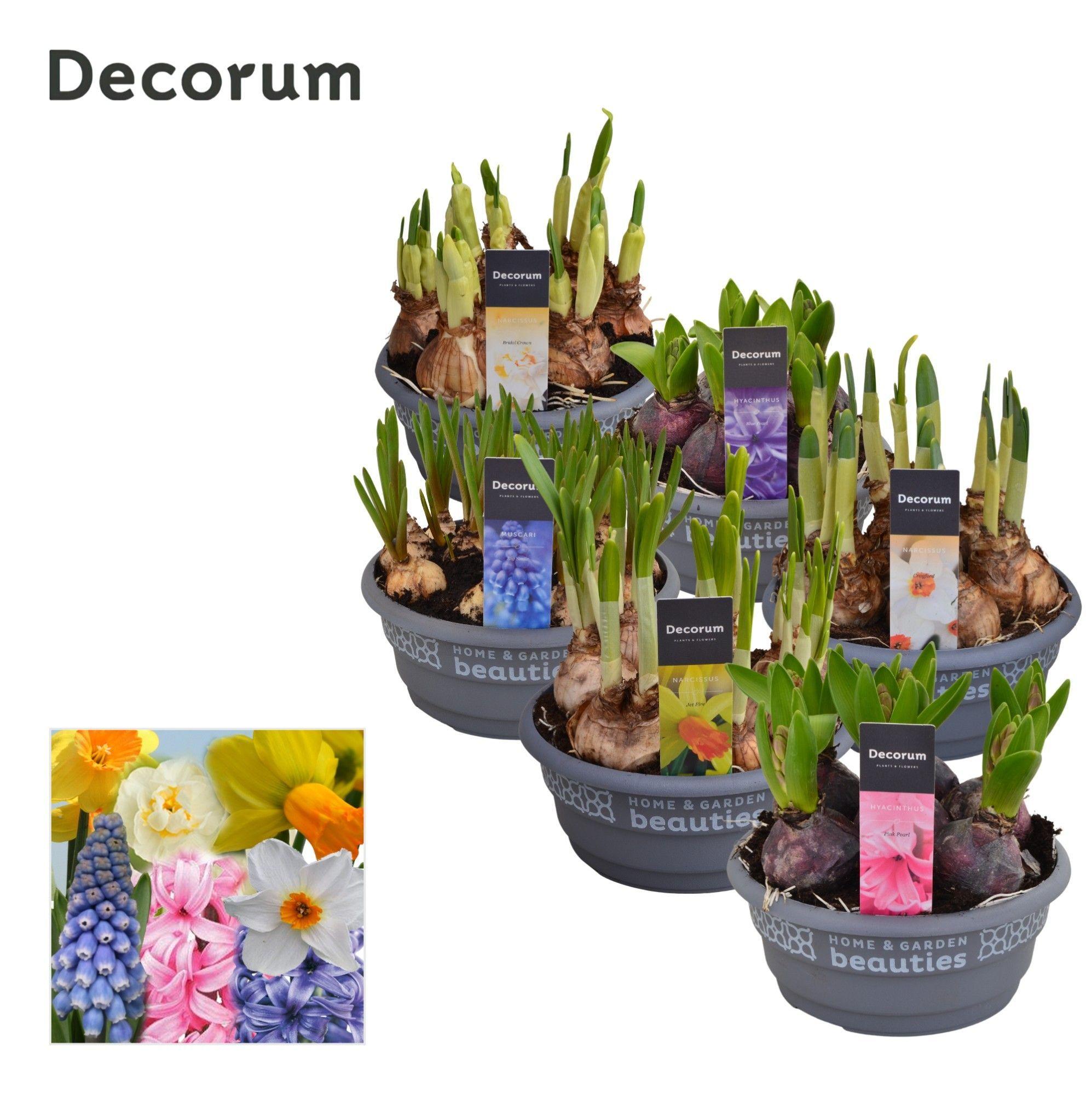 Горшечные цветы и растения оптом Bulb Mix (decorum) от 7шт из Голландии с доставкой по России