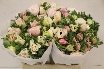 Срезанные цветы оптом Anemone mistral plus white от 100шт из Голландии с доставкой по России