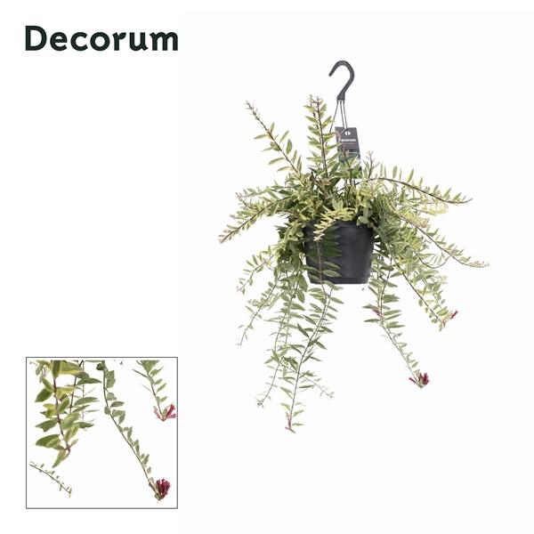 Горшечные цветы и растения оптом Aeschynanthus Bolero Bicolore от 6шт из Голландии с доставкой по России Горшечные цветы и растения оптом Aeschynanthus Bolero Bicolore от 6шт из Голландии с доставкой по России