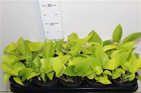 Горшечные цветы и растения оптом Epipremnum Golden Pothos от 10шт из Голландии с доставкой по России