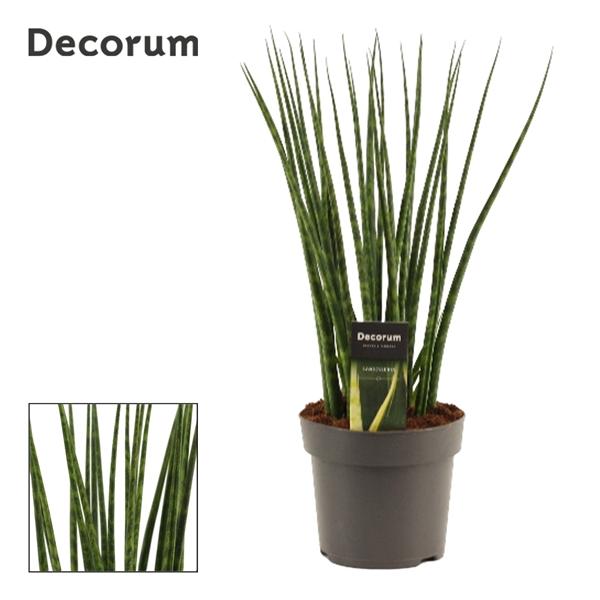 Горшечные цветы и растения оптом Sansevieria Fernwood (decorum) от 4шт из Голландии с доставкой по России