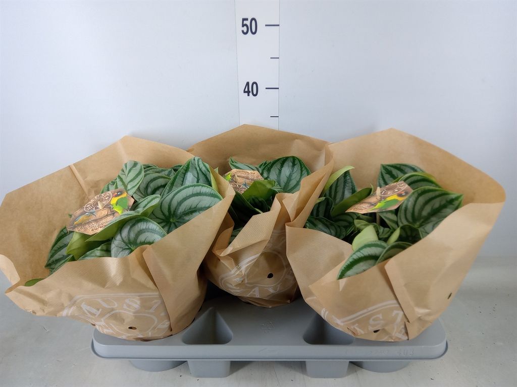 Горшечные цветы и растения оптом Peperomia Argyreia от 3шт из Голландии с доставкой по России