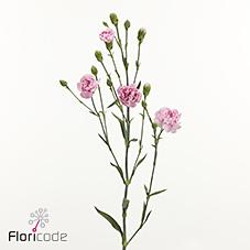 Срезанные цветы оптом Dianthus sp miamor от 60шт из Голландии с доставкой по России