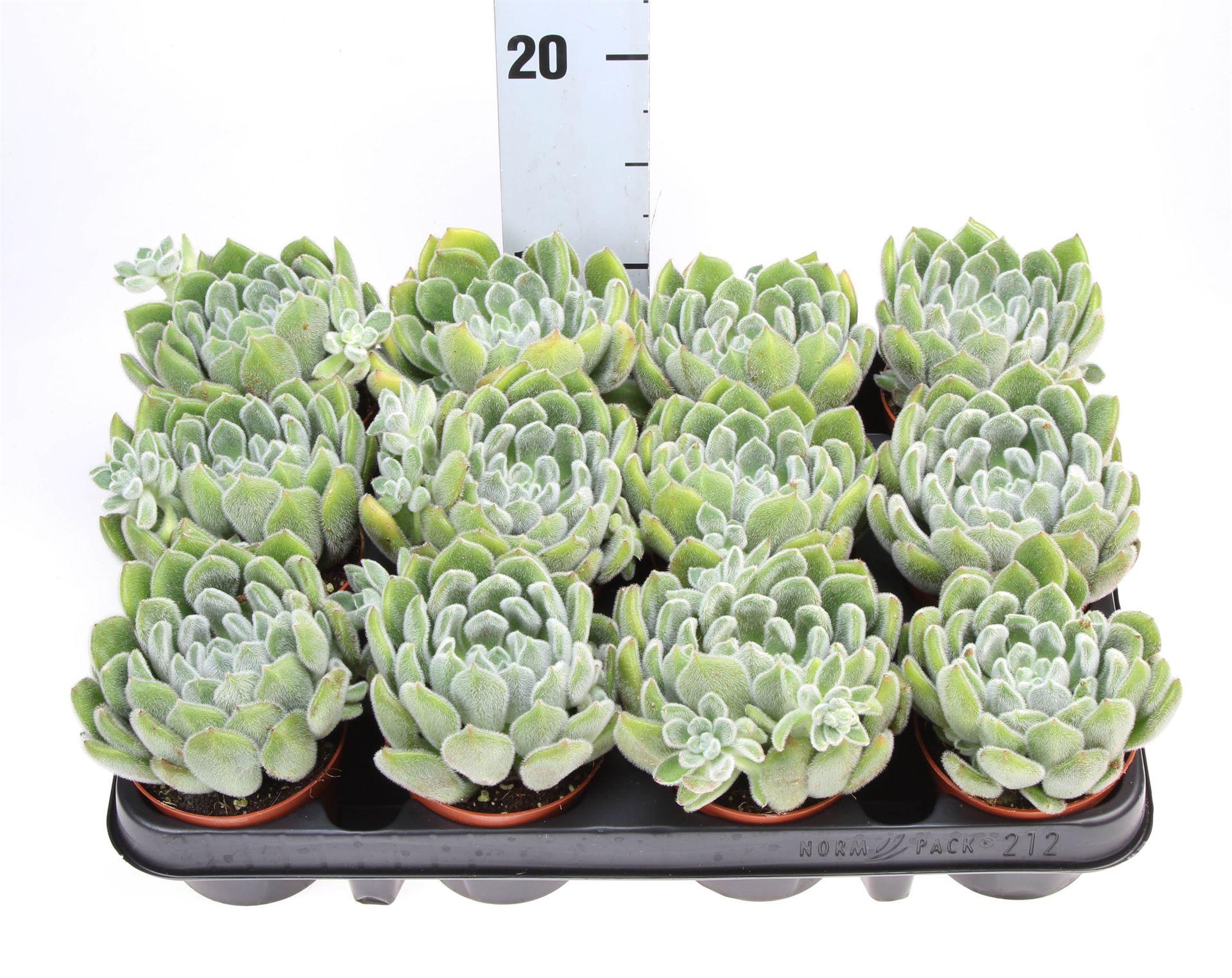 Горшечные цветы и растения оптом Echeveria Setosa от 12шт (для телеги) из Голландии с доставкой по России