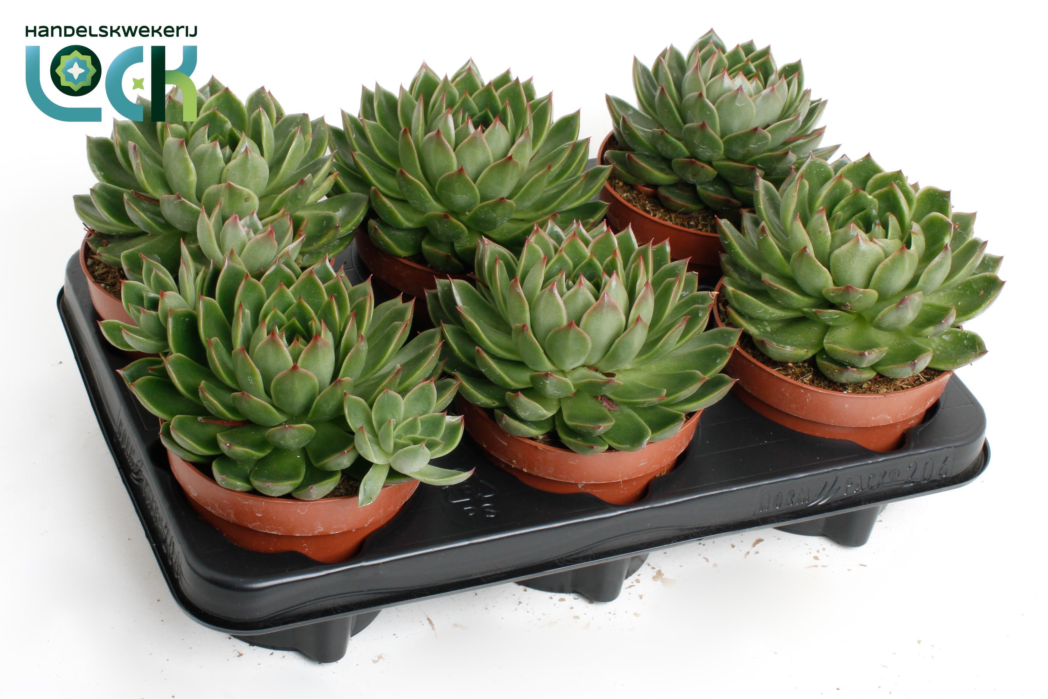 Горшечные цветы и растения оптом Echeveria Agavoides от 6шт из Голландии с доставкой по России