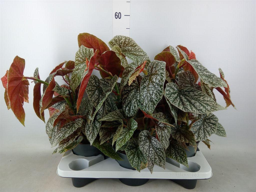 Горшечные цветы и растения оптом Begonia Bd   ... от 3шт (для телеги) из Голландии с доставкой по России