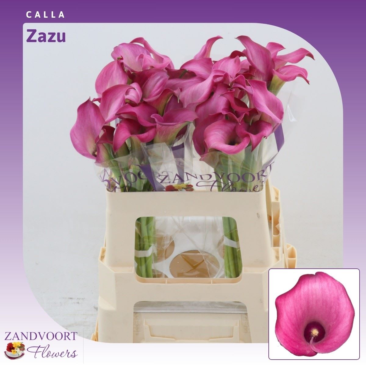 Срезанные цветы оптом Zantedeschia zazu от 40шт из Голландии с доставкой по России