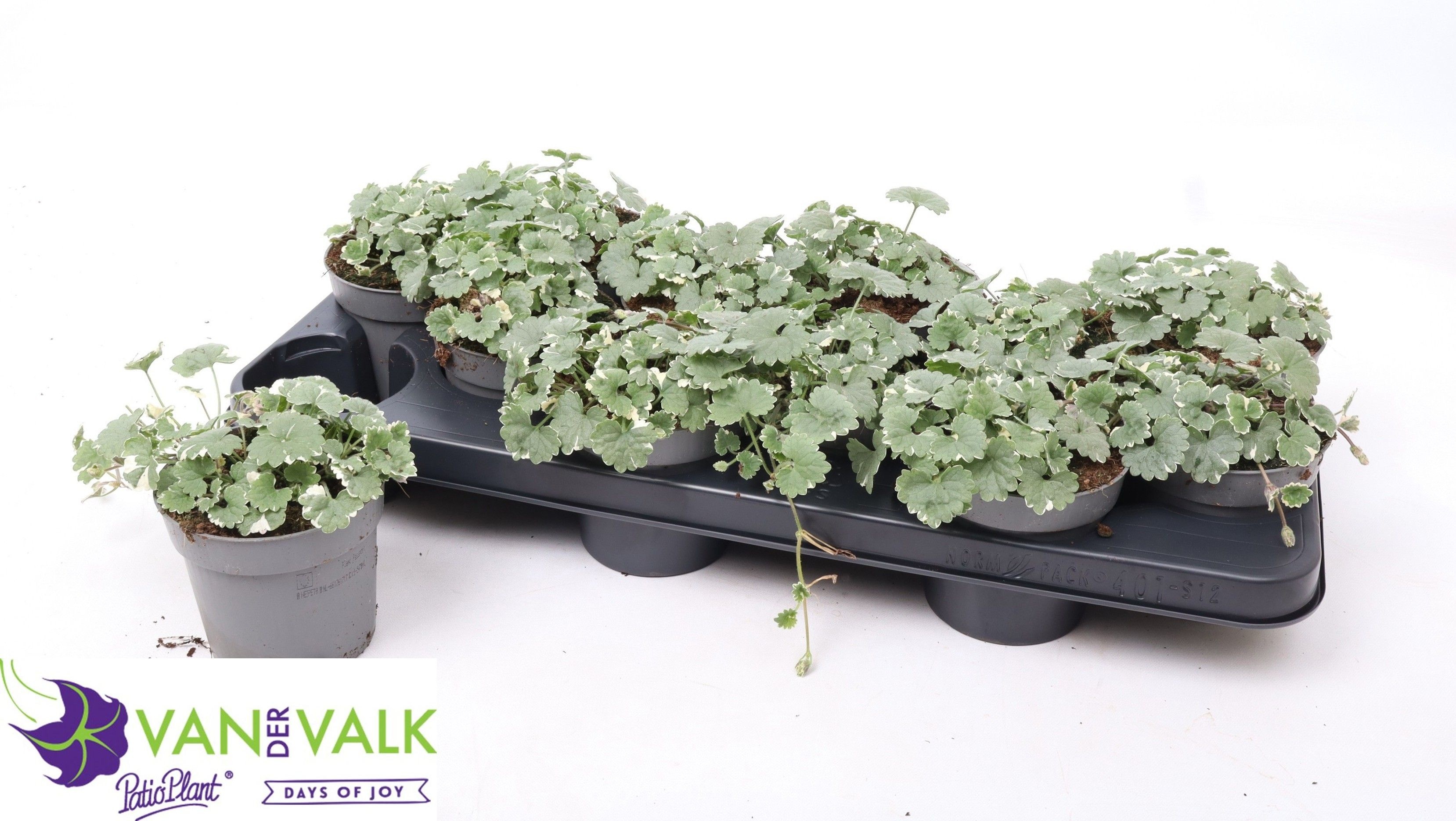 Горшечные цветы и растения оптом Nepe Ov от 12шт из Голландии с доставкой по России